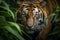 Photo Sumatran tiger in closeup, stalking prey with jungle ambiance
