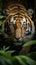 Photo Sumatran tiger in closeup, stalking prey with jungle ambiance