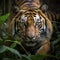 Photo Sumatran tiger in closeup, stalking prey with jungle ambiance