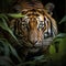 Photo Sumatran tiger in closeup, stalking prey with jungle ambiance