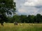 Photo of summer landscape with harvesters on the field, collecting grass clippings, rolls and green vegetation