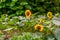 Photo of Sunflower meadows in Himalayas, India