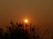 Photo sunrise on the background of reeds