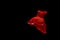 Photo Super Red Halfmoon, Cupang, Betta, siamese fighting fish beyond bubbles, Isolated on Black