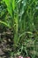 Photo of symptoms attack by seed flies & x28;Atherigona exigua& x29; on corn plants.