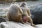 A photo taken on the back view of a pair of Hamadryas Baboons