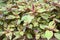A photo taken on a cluster of Plectranthus Scutellarioides Lamiaceae Coleus plant leaves
