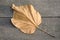 A photo taken on a dried brown leaf on the wooden floor