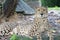 A photo taken on the full body of a Cheetah at rest