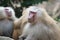 A photo taken on a Hamadryas Baboon looking at the camera