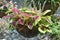 A photo taken on a hanging pot of Coleus plant leaves at a garden