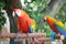 A photo taken on a pair of red scarlet macaws at a park