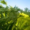 photo taken of a plant called eupatorium fortunei