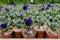 Photo taken in spring in the flower garden. Blue hyacinths in flower pots. These flowers are about to bloom.