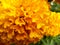 Photo taken of a yellow marigold flower in full bloom