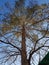 A photo takes by low angle a tree with branches and sky