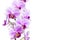 Photo of tender orchid branch blossoming with purple flowers isolated on white background. Phalaenopsis orchid flower blooming twi