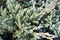 Photo texture of green juniper close branches