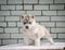 Photo of a three-week-old husky puppy on a wall background