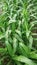 photo of a thriving corn plant with green leaves in the rice field area