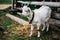 Photo of tied young goat on green meadow