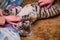 Photo of a tiger cub that fell apart at the feet of a person