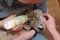 Photo of a tiger cub squinting and drinking milk in her arms