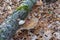 Photo tinder fungus on dead rotten tree trunk lying on the forest floor