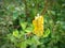 photo of tiny flowers of multi-colored wild plants with insects that help the pollination process on the edge of the forest