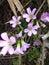 The photo of a tiny lavender flower.