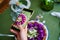 photo to phone. quiche pie with cauliflower, cod, on the decor purple cabbage
