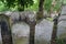 Photo of tombstones in the historic Jewish cemetery at Brady Street, Whitechapel, East London UK.