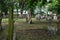 Photo of tombstones in the historic Jewish cemetery at Brady Street, Whitechapel, East London UK.