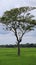 photo of a tree in the middle of a vast expanse of rice fields and a cloudy sky background