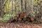 Photo of a tree sawn and folded into a woodpile.