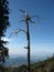 Photo tree taken from Ramelau mountain