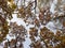 Photo of tree tops in an autumn forest, from bottom to top.