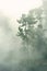 Photo of trees .Fog in the forest poster