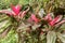 Photo of a tropical cordyline fruticosa plant commonly called Ti plant. Cordyline Fruticosa pink form growing in the jungle.