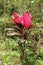 Photo of a tropical cordyline fruticosa plant commonly called Ti plant. Cordyline Fruticosa pink form growing in the jungle.