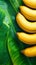 Photo Tropical delight bananas on vibrant green banana leaves background