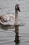 Photo of a trumpeter swan swimming in lake