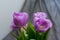 Photo of tulips buds with lilac petals in partial defocus together with gray background