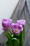 Photo of tulips buds with lilac petals in partial defocus together with gray background