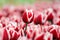 Photo Tulips in a garden with drops of rain