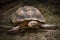 Photo of turtle on grass in zoo