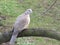 Photo of turtledove sitting on a branch