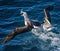 Photo of two albatrosses fight over food in the ocean in Wellington Harbour, New Zealand