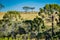 Photo of two araucaria trees on top of the hill seen between the crowns of other araucarias