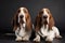 Photo of two Basset dogs on a black background. The dogs lie next to each other. Charming hunting dogs